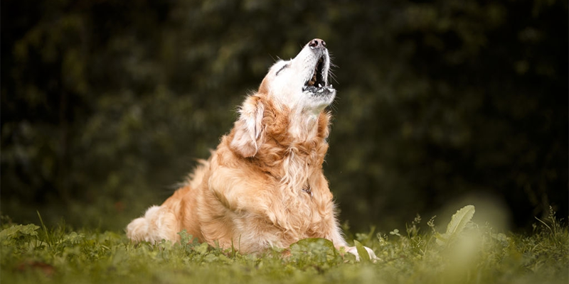 Köpeğim Sürekli Havlıyor Sebebi Ne? 2023